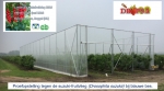 Suzuki-fruitvlieg domineert de Landelijke Kleinfruitdag